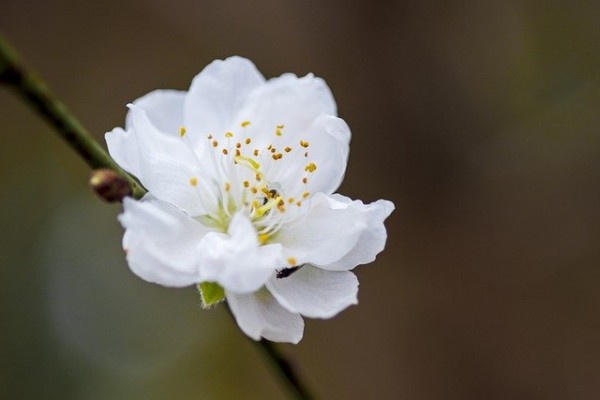 white-flower-g3c041e40c_640.jpg